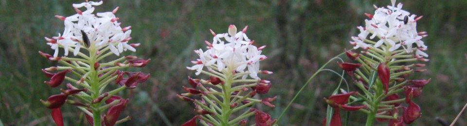 Bellendena Small Grants Scheme